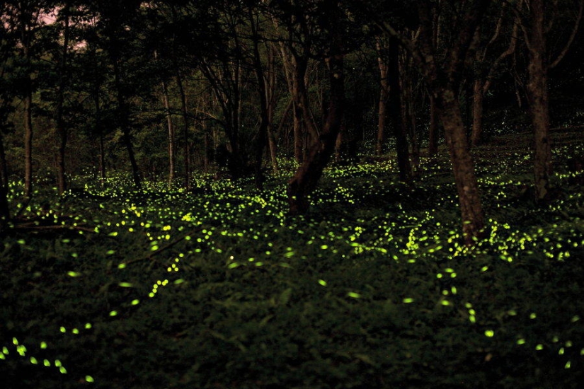 fireflies in the forest