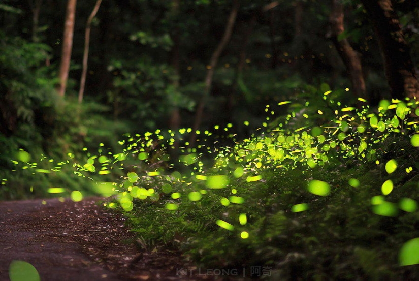 fireflies in the forest