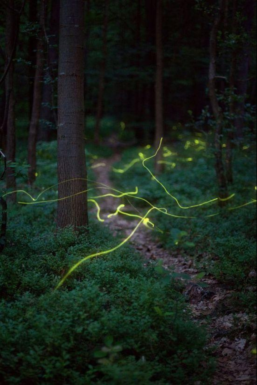 fireflies in the forest