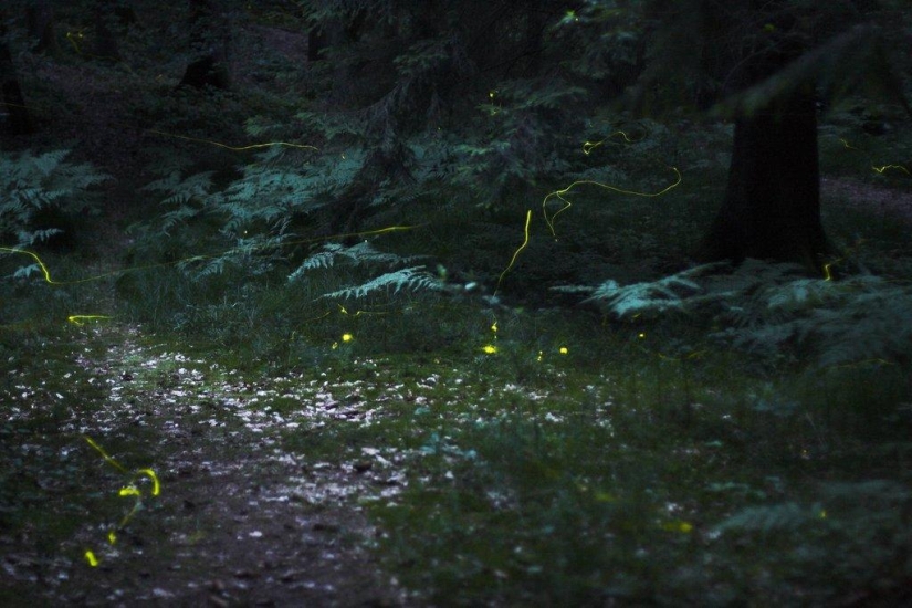 fireflies in the forest