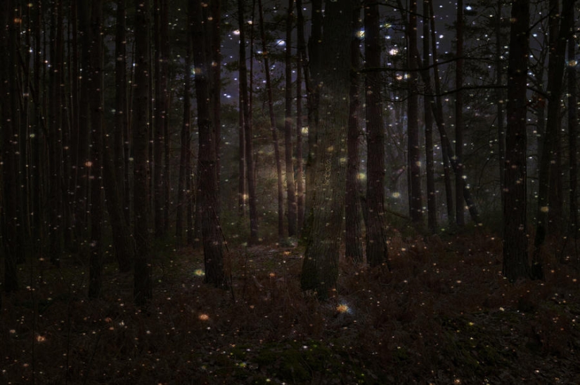 fireflies in the forest