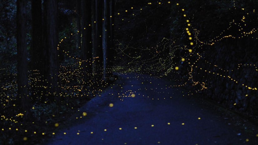 fireflies in the forest