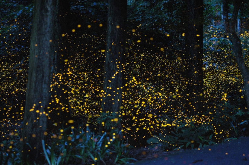 fireflies in the forest