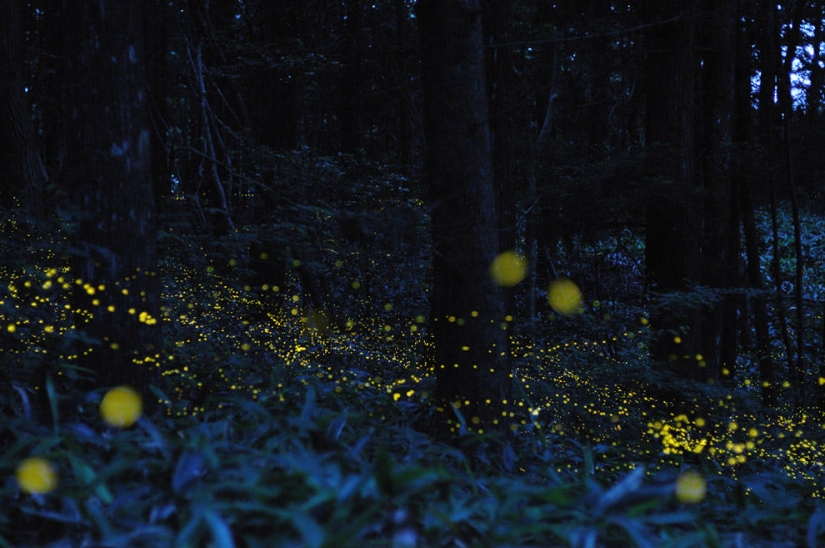 fireflies in the forest