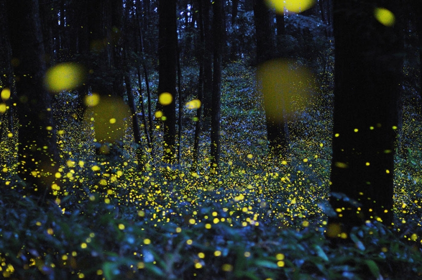 fireflies in the forest