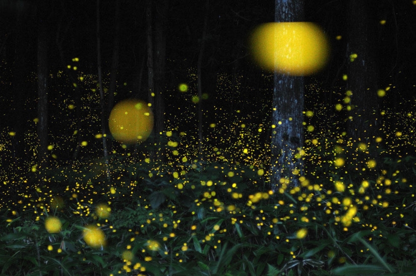 fireflies in the forest