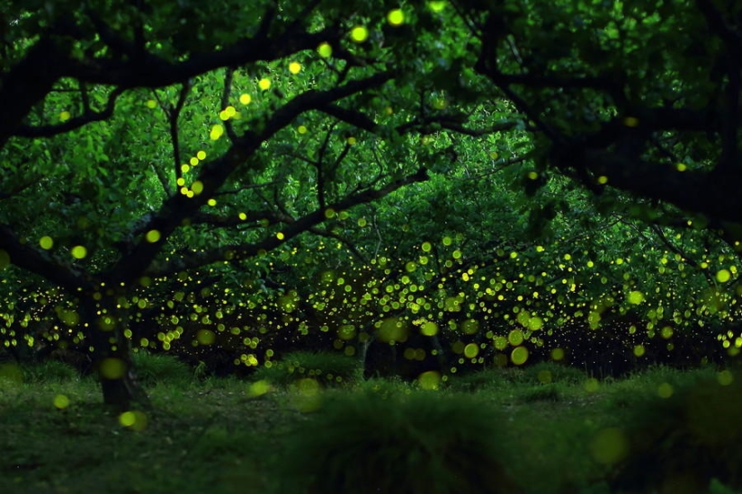 fireflies in the forest