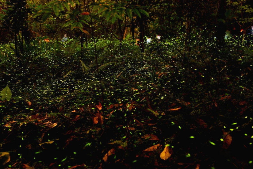 fireflies in the forest