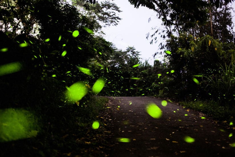 fireflies in the forest