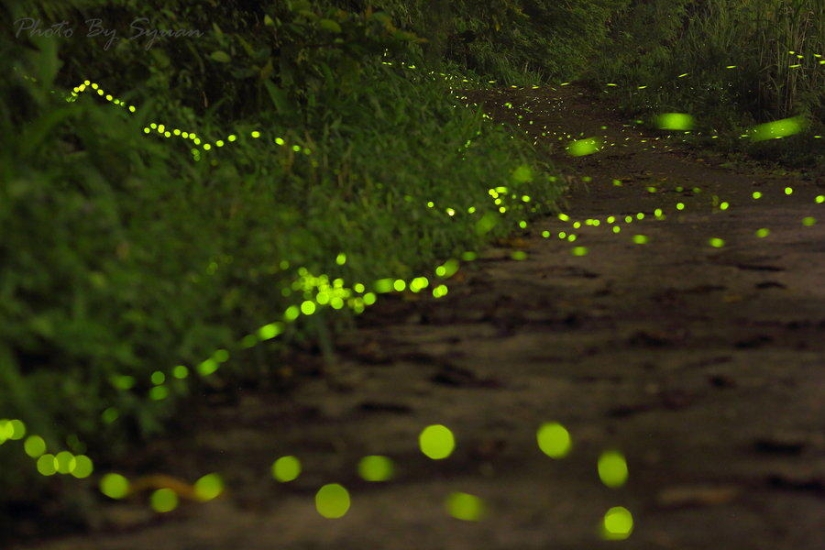 fireflies in the forest
