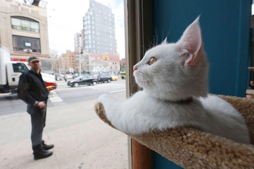 First cat cafe opens in New York First cat cafe opens in New York
