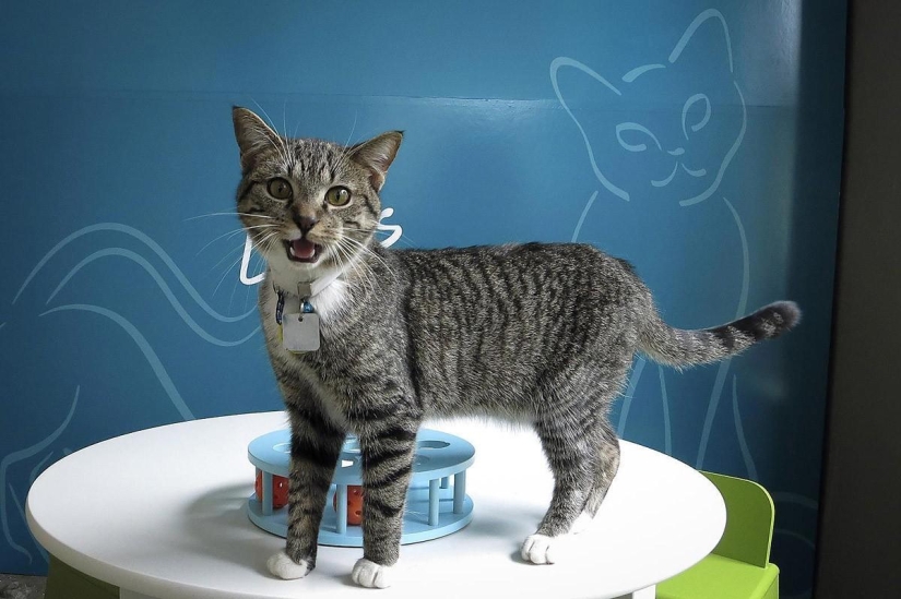 First cat cafe opens in New York First cat cafe opens in New York