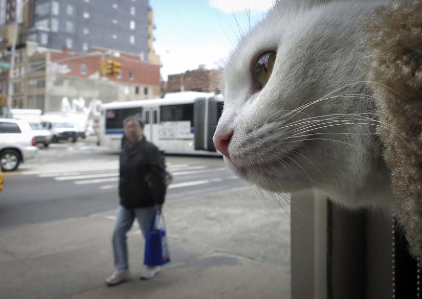 First cat cafe opens in New York First cat cafe opens in New York