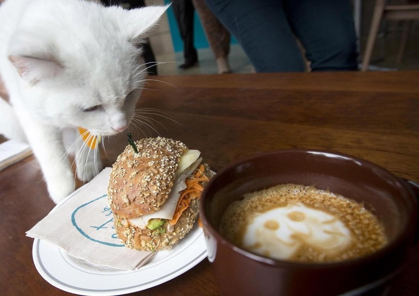 First cat cafe opens in New York First cat cafe opens in New York