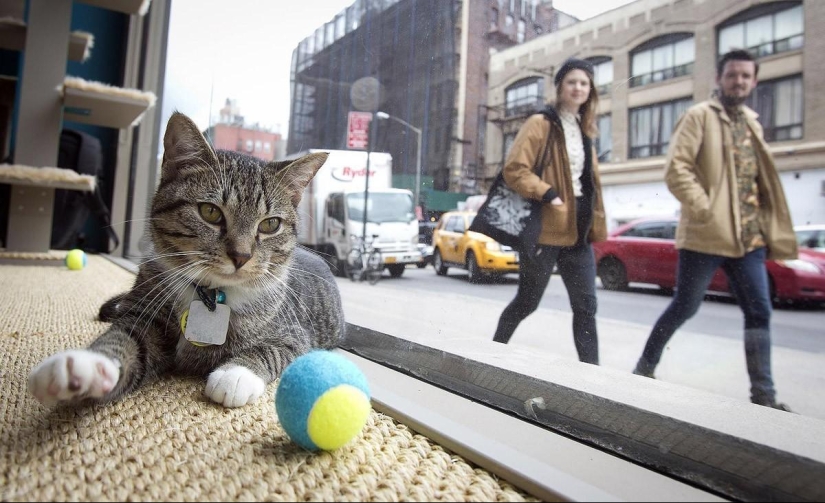 First cat cafe opens in New York First cat cafe opens in New York