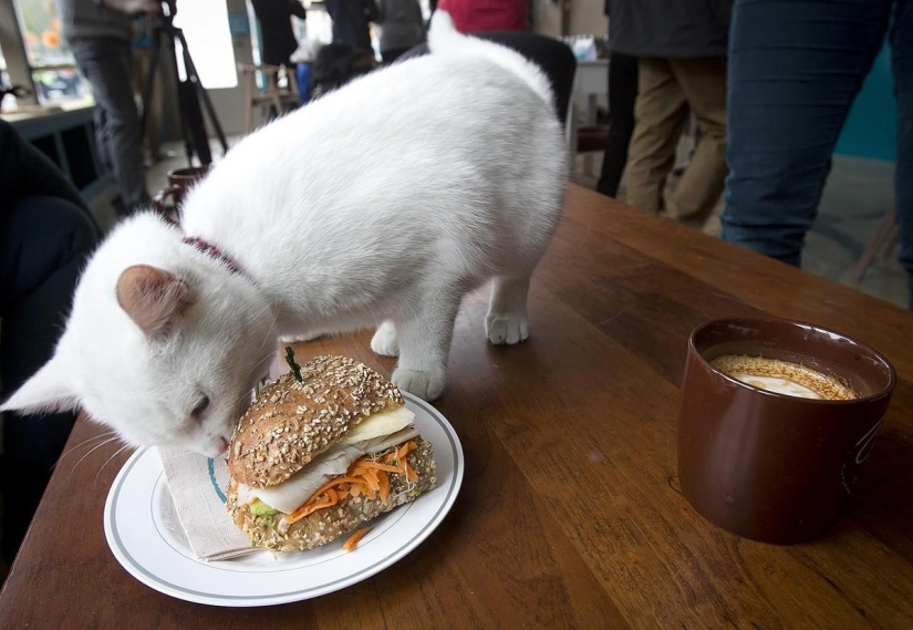 First cat cafe opens in New York First cat cafe opens in New York
