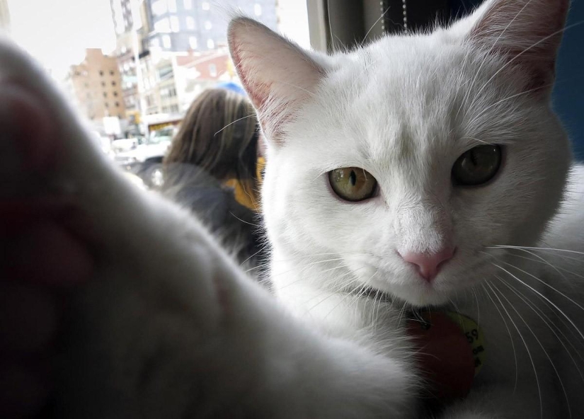 First cat cafe opens in New York First cat cafe opens in New York