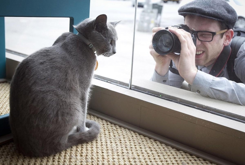 First cat cafe opens in New York First cat cafe opens in New York