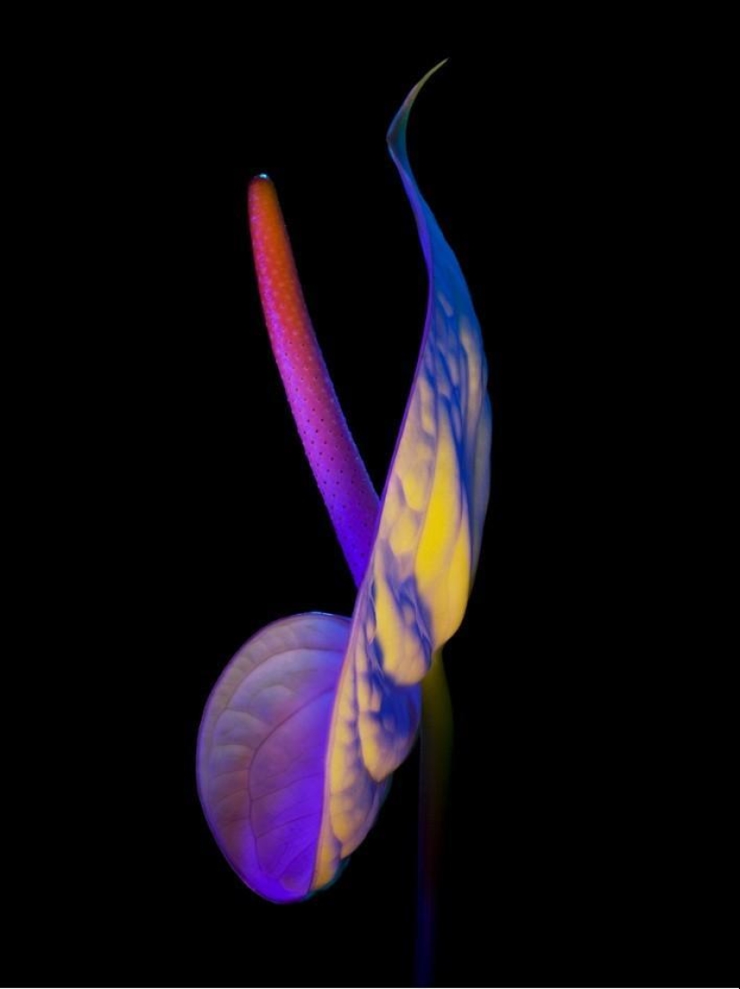 flor electrica flor electrica