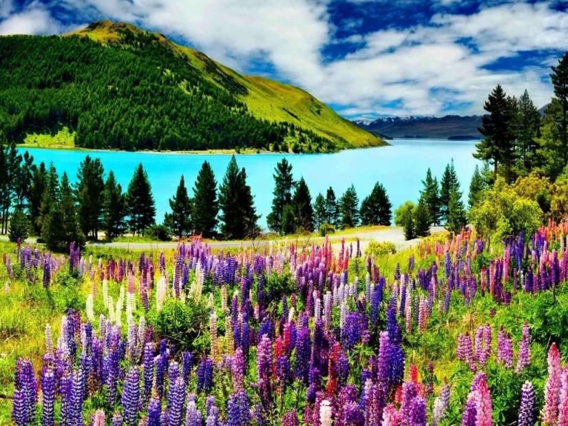 Floración colorida del lupino en el lago Tekapo