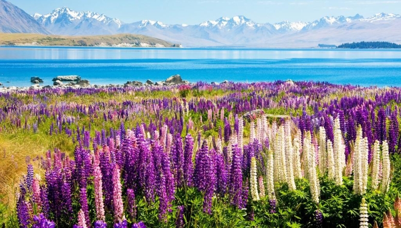 Floración colorida del lupino en el lago Tekapo