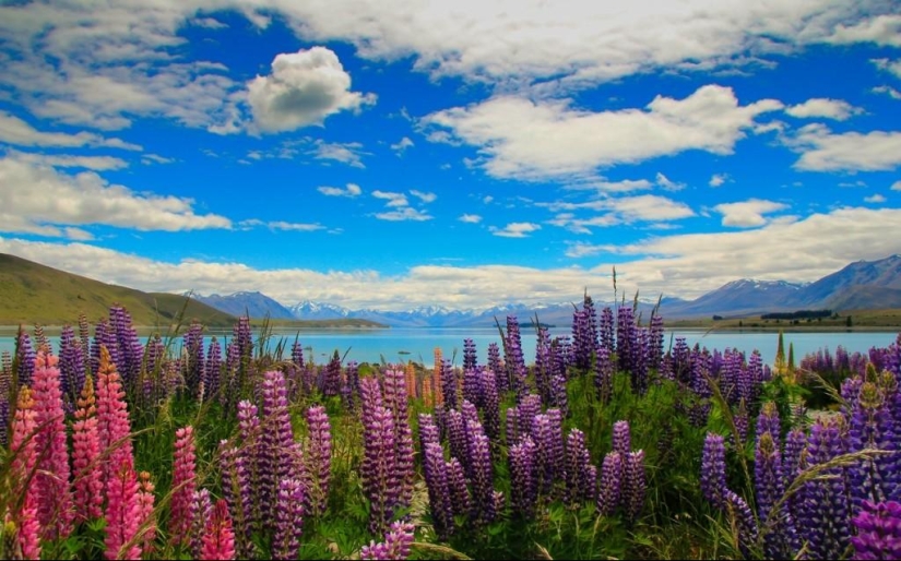 Floración colorida del lupino en el lago Tekapo