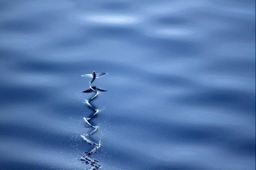 Flying fish Exocoetidae