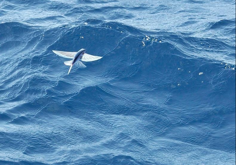 Flying fish Exocoetidae