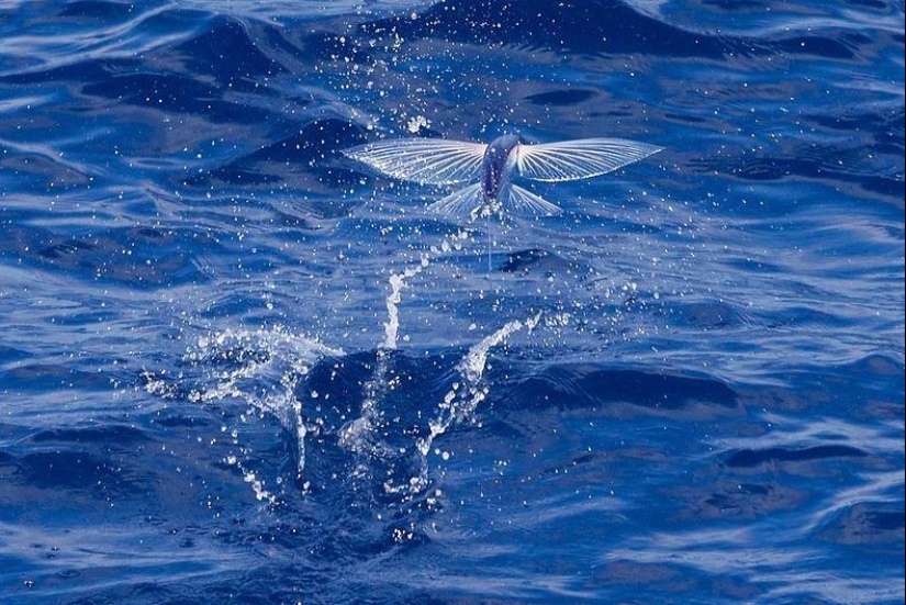Flying fish Exocoetidae