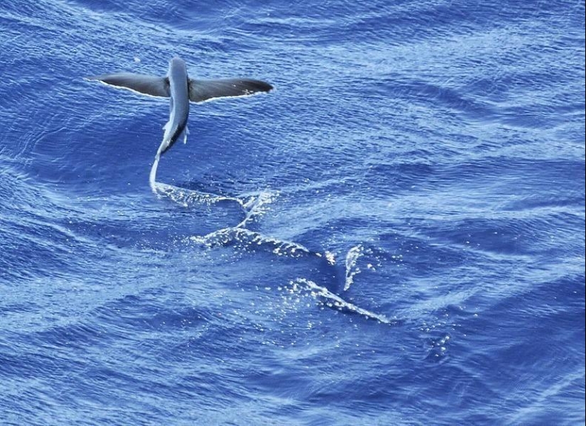Flying fish Exocoetidae