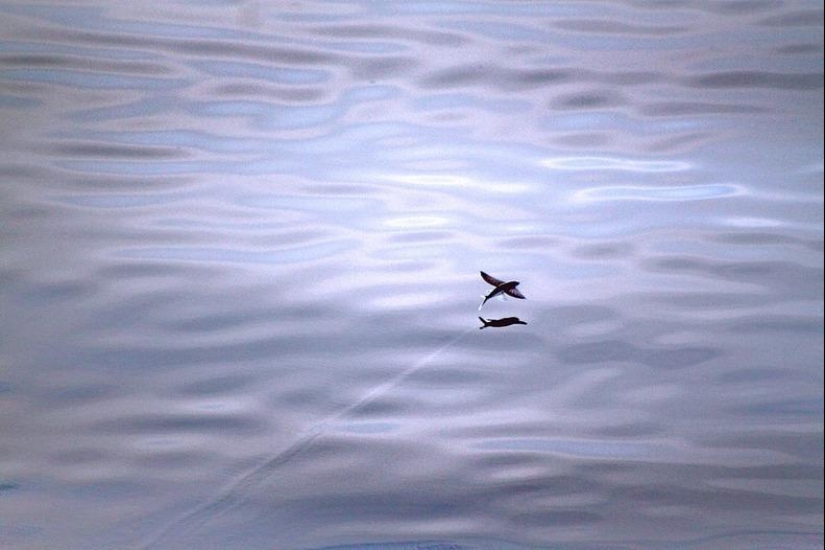 Flying fish Exocoetidae