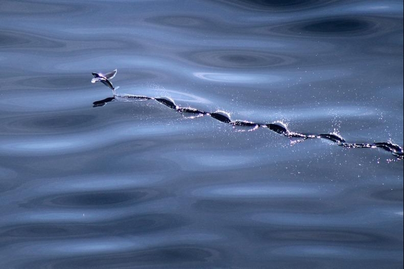 Flying fish Exocoetidae