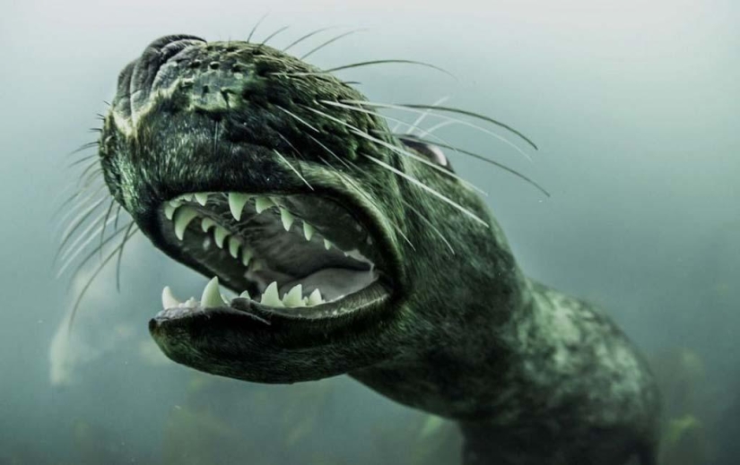 Focas fotografiadas por Adam Hanlon