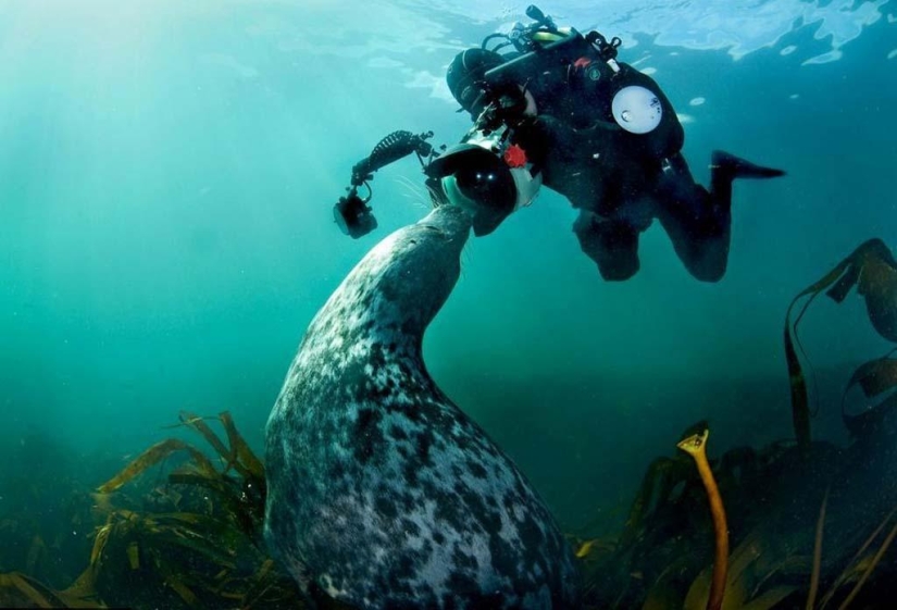 Focas fotografiadas por Adam Hanlon