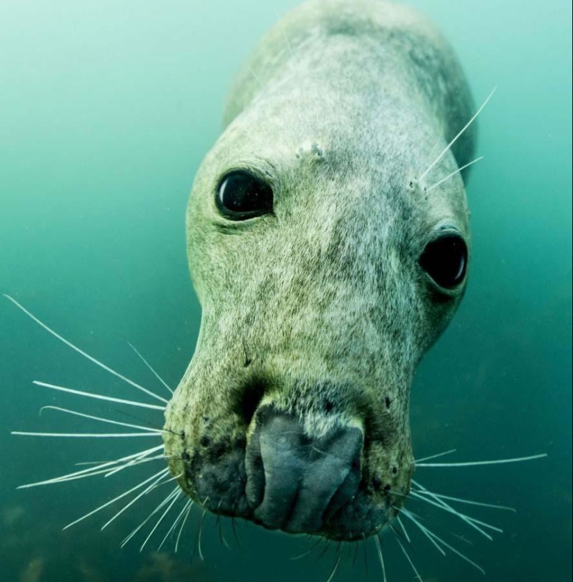 Focas fotografiadas por Adam Hanlon