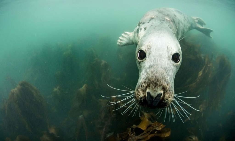 Focas fotografiadas por Adam Hanlon
