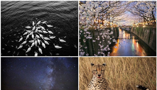 Fondos de escritorio de National Geographic, marzo de 2013