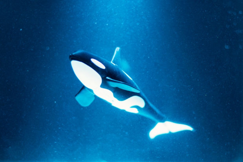 Fotógrafo egipcio fotografía vida salvaje desde la comodidad de su habitación Fotógrafo egipcio fotografía vida salvaje desde la comodidad de su habitación