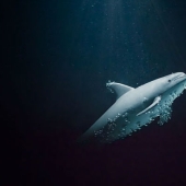 Fotógrafo egipcio fotografía vida salvaje desde la comodidad de su habitación