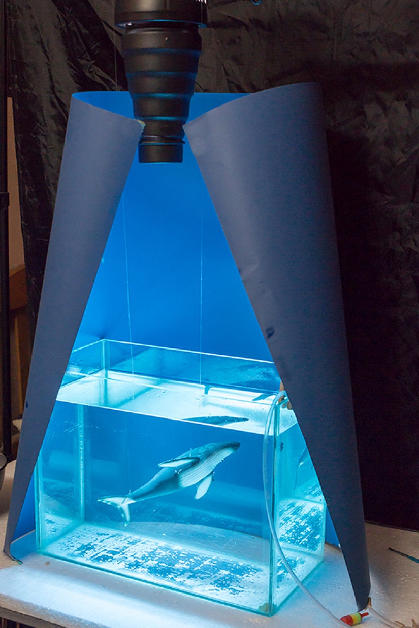 Fotógrafo egipcio fotografía vida salvaje desde la comodidad de su habitación Fotógrafo egipcio fotografía vida salvaje desde la comodidad de su habitación