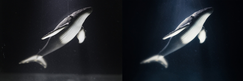 Fotógrafo egipcio fotografía vida salvaje desde la comodidad de su habitación Fotógrafo egipcio fotografía vida salvaje desde la comodidad de su habitación