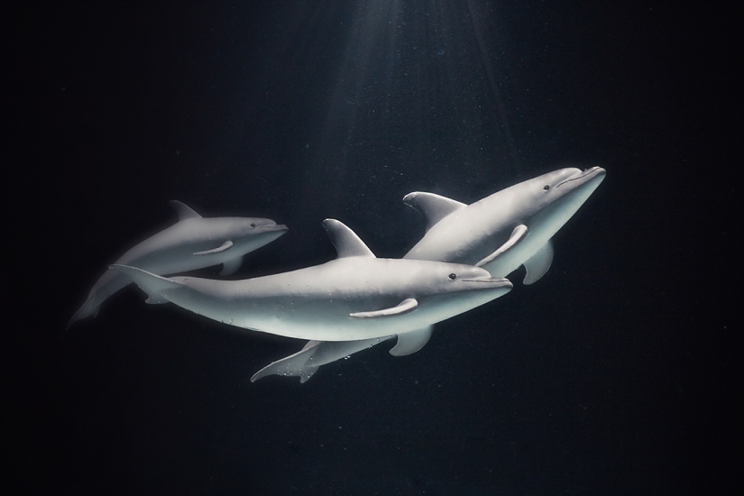 Fotógrafo egipcio fotografía vida salvaje desde la comodidad de su habitación Fotógrafo egipcio fotografía vida salvaje desde la comodidad de su habitación