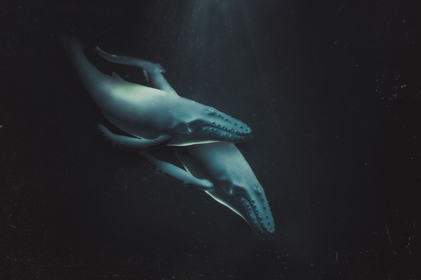 Fotógrafo egipcio fotografía vida salvaje desde la comodidad de su habitación Fotógrafo egipcio fotografía vida salvaje desde la comodidad de su habitación