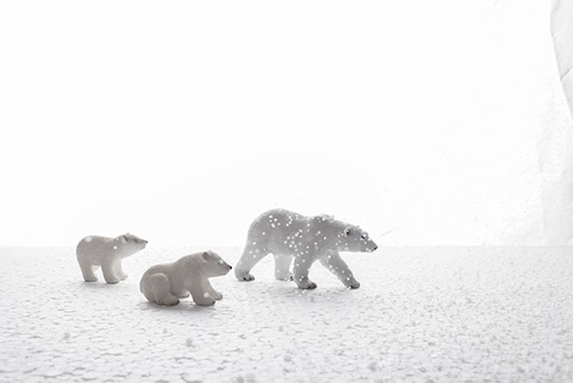 Fotógrafo egipcio fotografía vida salvaje desde la comodidad de su habitación Fotógrafo egipcio fotografía vida salvaje desde la comodidad de su habitación