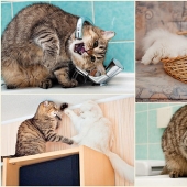 Fotógrafo y sus gatos