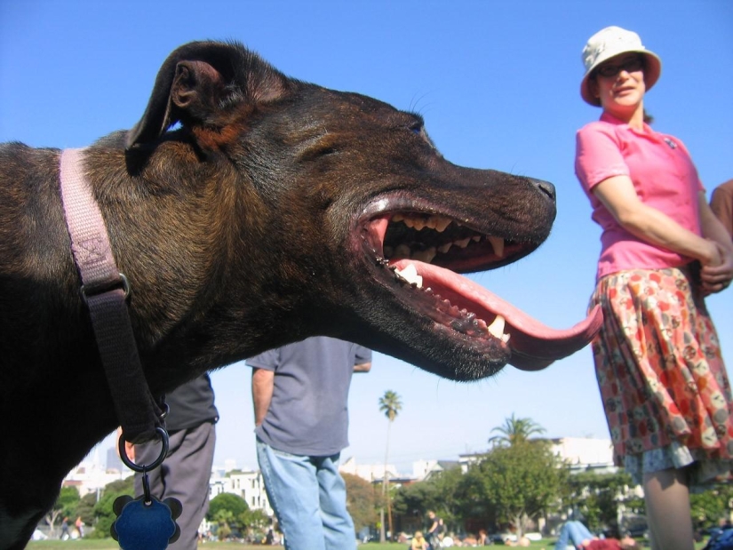 Fotobombas y fotobombas Fotobombas y fotobombas