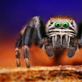 Fotografías macro sorprendentes y vibrantes de Dušan Beno