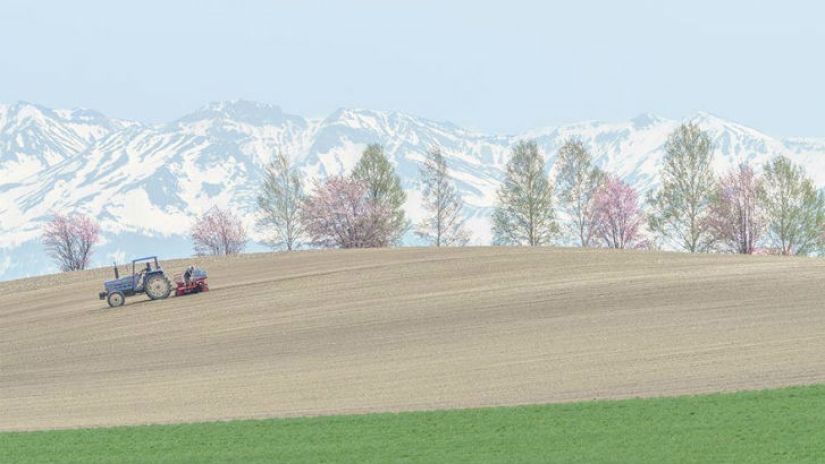 Fotografías mágicas de los cerezos en flor de National Geographic Fotografías mágicas de los cerezos en flor de National Geographic