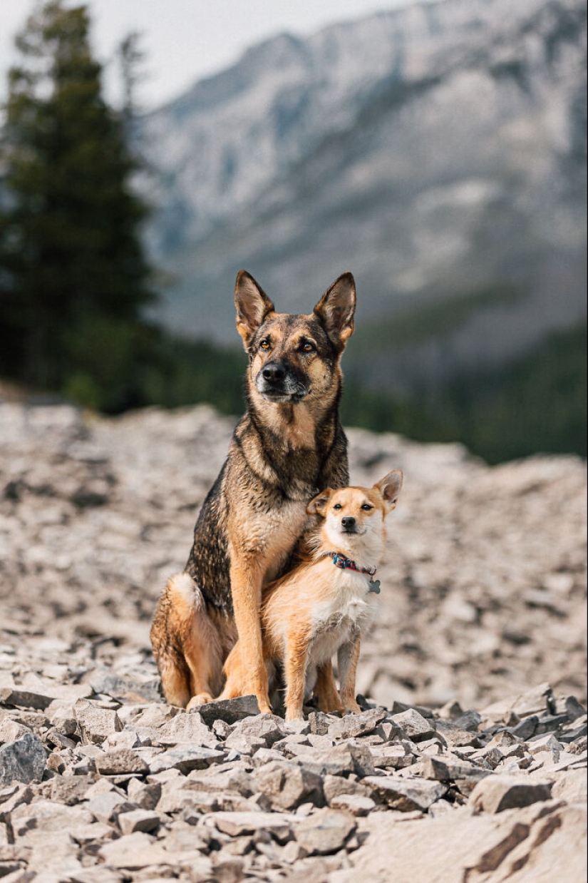 Fotografié a 12 perros en el Parque Nacional Banff y capturé su amor por la aventura