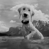 Fotografié a 12 perros en el Parque Nacional Banff y capturé su amor por la aventura
